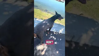 #Fyp #fypシ #pets #doberman #vlog
