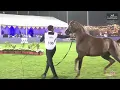 Download Lagu N 106 LADY R RAR   The 7th International AHC Show   Fillies 2 Years Old Section B Class 2B