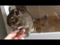 Download Lagu My Pet Degu Peach