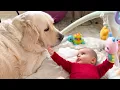 Lagu Baby Reaches for Golden Retriever — Pure Sweetness