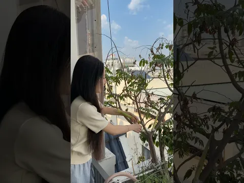 Cây đu đủ này kì ta #shorts