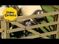 Lagu Armadilha para ovelhas 🐑Shaun, o Carneiro [Shaun the Sheep]🐑 Hora Especial🐑| Cartoons Para Crianças