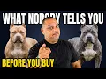 I Tell Every New Owner This Before They Buy An American Bully