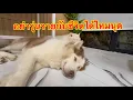 Download Lagu ทำไมนุดชอบมาวุ่นวายกับชีวิตของเราจังอะ