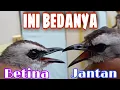 7 Tips cara membedakan trucukan jantan dan betina #bird gander