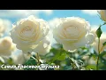 Download Lagu Сборник лучших мелодий, от которых мурашки по коже🌿Лучшая музыка в мире🌿Музыка Сергея Грищука