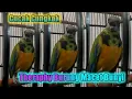 Lagu Therapy dan Pancingan Burung Macet Bunyi || Cucak cungkok Ngeroll tembak
