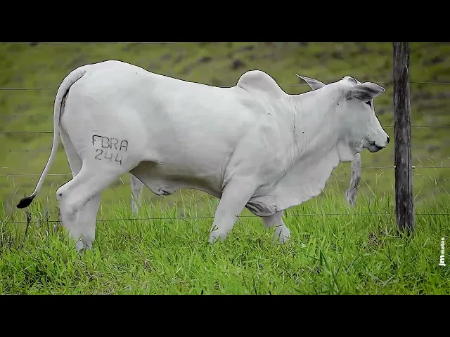 Novilha Nelore FBRA - 244