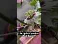 Download Lagu Passion fruit ( life cycle of passion fruit flower )