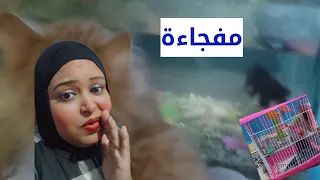 تعالوا شوفوا جبت اية استحالة كنت افكر ادخله البيت تعالو مفجاءة 