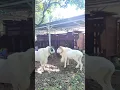 Download Lagu Adu Domba Garut #shorts #ytshorts #fyp #trending #animals #domba #dombagarut #hpdki