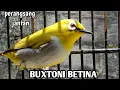 Download Lagu pleci buxtoni betina ribut manggil jantan