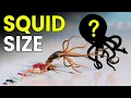 3D Giant Squid Size Comparison Colossal Squid Size