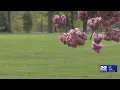 Allergy season peaks with rising pollen levels