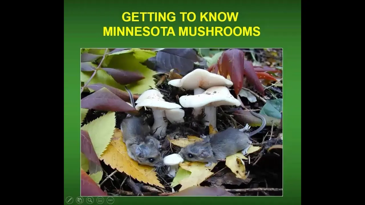 Getting To Know Minnesota Mushrooms with Ron Spinosa