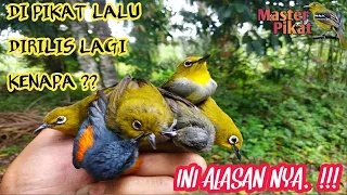  pikat burung pleci dan kolibri dapat banyak