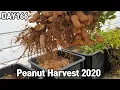 Peanut Harvest 2020