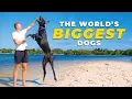 All about GREAT DANES Everything you need to know before getting one