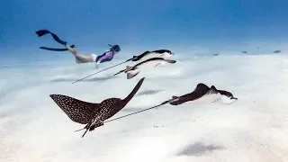 One last Dive, Goodbye Bora Bora || Sailing the Society Islands in French Polynesia
