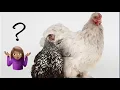 Bantam Chickens vs Standard Chickens vs Snakes