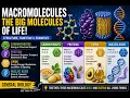 Macromolecules Explained The Molecules of Life
