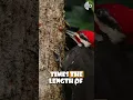 Download Lagu Lidah Burung Pelatuk Membantu Mereka Bertahan dari Pukulan Berkekuatan 4.000 g