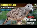 Perkutut Lokal Gacor Suara Besar Pancingan Semua Jenis Burung Perkutut Agar Bunyi.