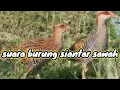 Download Lagu suara burung siantar sawah @msyoyokchannel