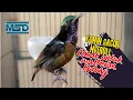 Download Lagu Masteran Kolibri ninja gacor ngobra bongkar isian