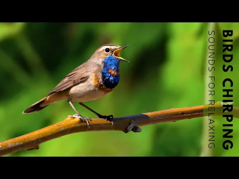 Download MP3 Beautiful Birds Singing Sounds - Relaxing Birds Singing Sounds, Nature Sounds, Reduce Stress