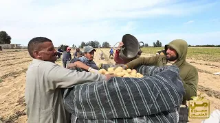 شاهد   رجالة مصر بيحصدوا أجمل بطاطس   وأصناف تقاوي بطاطس دالتكس تبهر المزارعين    لقاء م سعيد حشيش دندنها