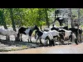 Download Lagu Wild Horses of America S2 E11 The Oasis at McCullough Peaks in Wyoming by Karen King