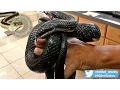 60-Second Snakes The Black Rat Snake