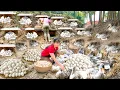 Download Lagu REWIND TIMELAPSE --600 Days Build Many Nest, Harvest Lots Of Duck Eggs, Chicken Eggs To Sell