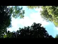 Download Lagu suara burung gagak di Hutan Borneo kaltim