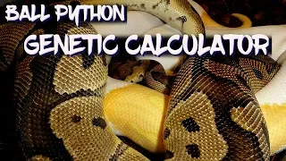Ball Python Genetic Calculator
