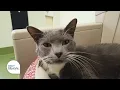 Inside the League for Animal Welfare Cincy Lifestyle