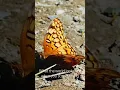 Download Lagu What the world looks like when you stop rushing #butterfly #slowed  #lifeinthebag #camping #hiking