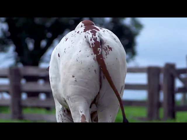 Garrote Nelore MLR - 368