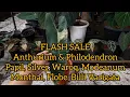 FLASH SALE 27 Nov 25 Anthurium \u0026 Philo Monthai, Flobe, Billi Varigata, Papil,Silver, Waroq, Modeanum