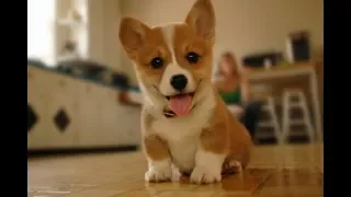 Funny Corgi Compilation Cutest Corgis of 2018