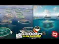 Download Lagu Rahasia Di Balik Industri Ikan Salmon! Begini Proses Bibitnya Sampai Siap Dijual Telur dan Dagingnya