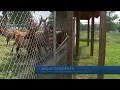 The Bellwood Elk Roaming in Chesterfield