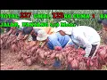 227 UMBI, 123 KG CUMA 1 BATANG UBI JALAR, PANJANG 5,10 M, TERBANYAK DAN TERPANJANG DI TAHUN SEKARANG