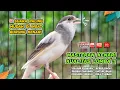 Lagu Pancingan Suara Kenari Gacor‼️ Ampuh untuk Masteran Kenari Muda dan Terapi Kenari Macet Bunyi 535