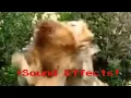 Download Lagu Lions Fighting BUT With Sound Effects!