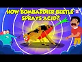 How Bombardier Beetle Sprays Acid Beetle Defense Mechanism Deadliest Insects Dr Binocs Show