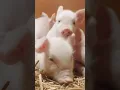 Download Lagu suara babi| pig sound#short #shorts #viral #shortvideo #funny