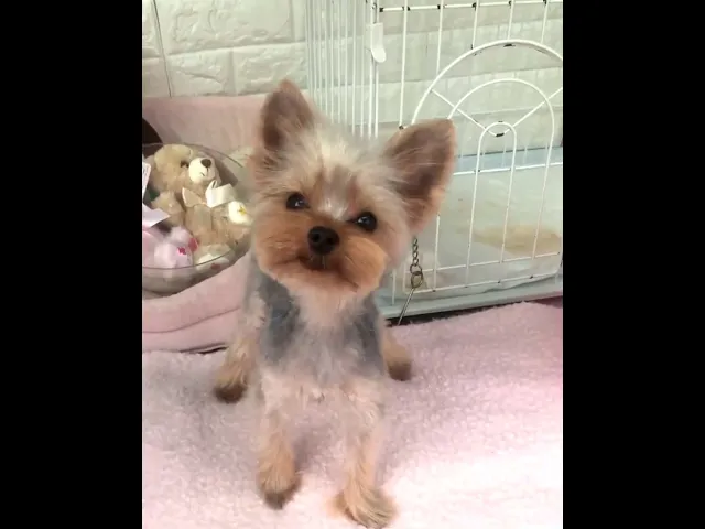 動画
