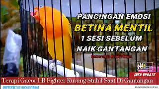 pancingan lovebird fighter gigit ruji 1 sesi sebelum di gantang 100 stabil u0026 ngunci di lapangan